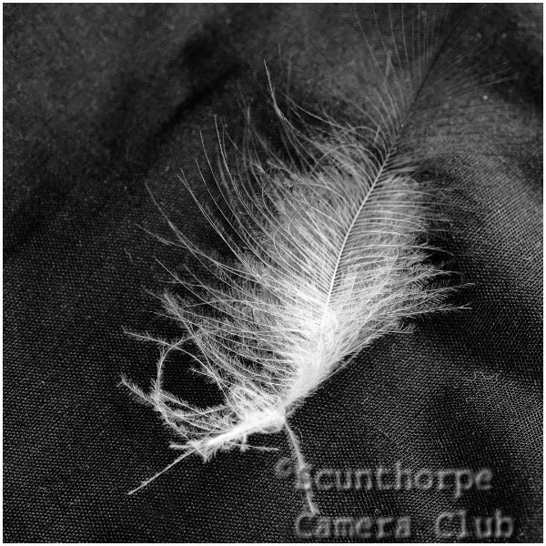 Feather Lost 